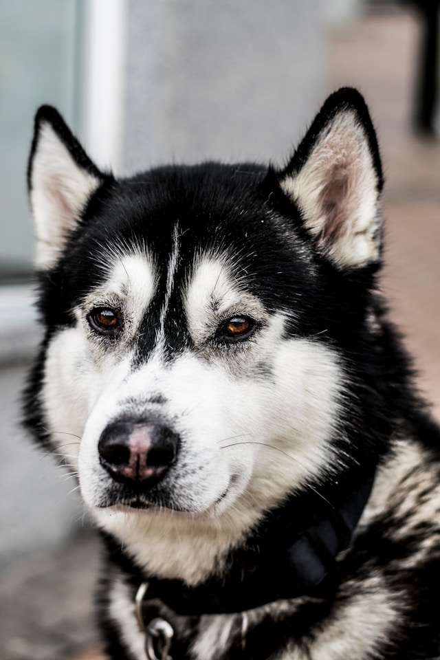 Choosing the Right Dog Collar